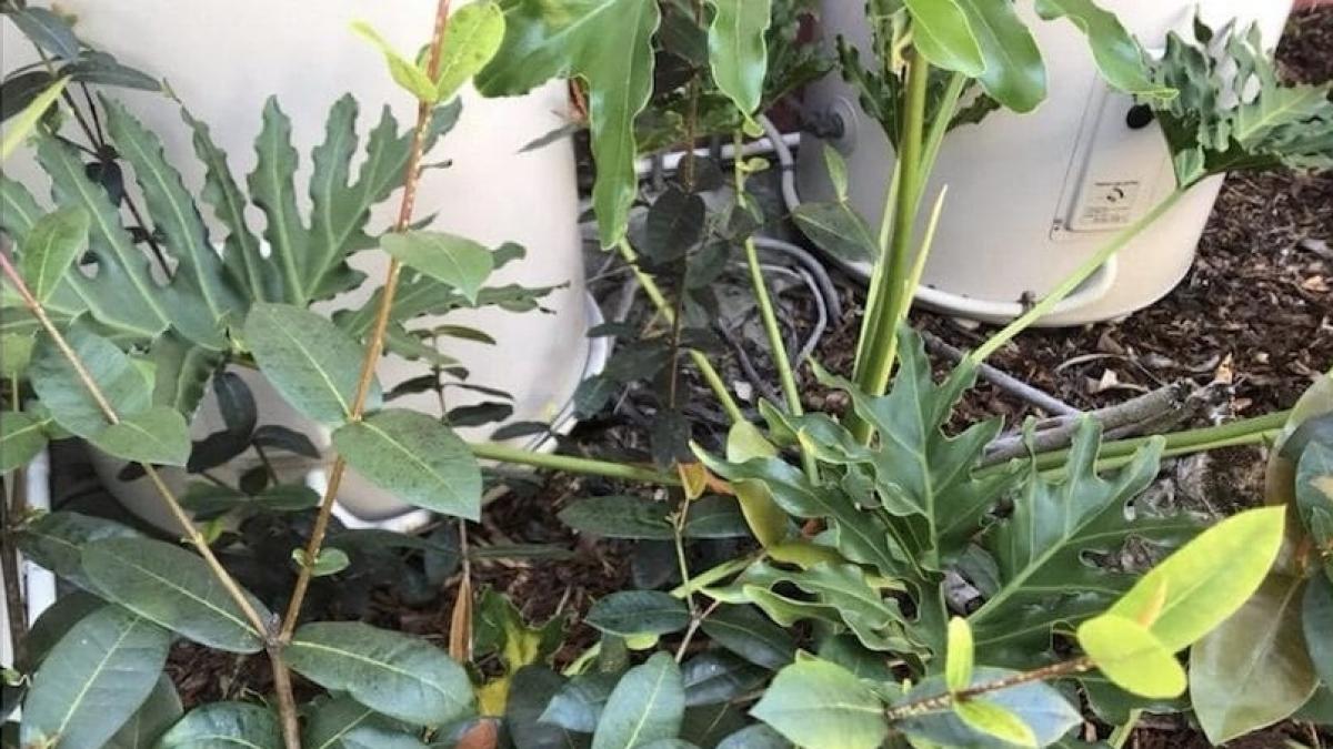 s a dus in gradina si tocmai se pregatea sa ia ceva de jos cand a vazut ceva socant a facut imediat