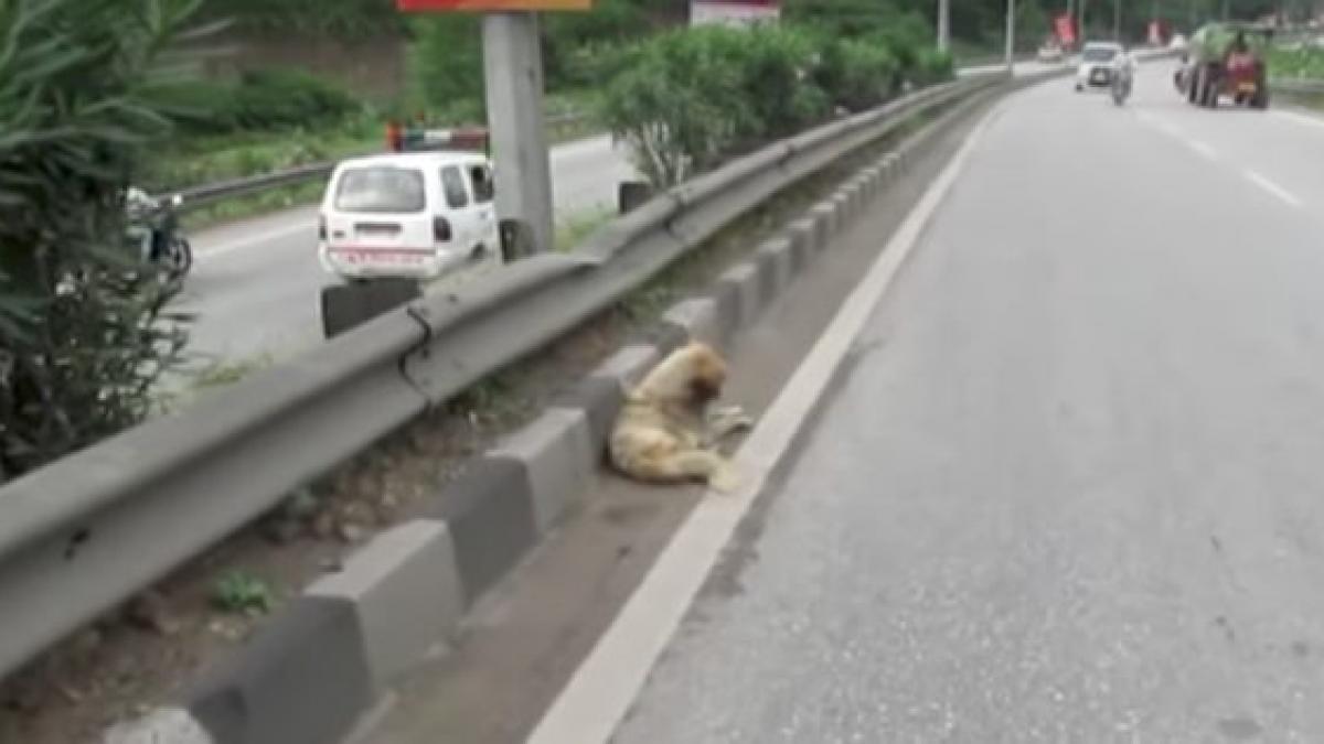 s a prabusit pe marginea unei autostrazi de foame si oboseala mii de masini au trecut pe langa el