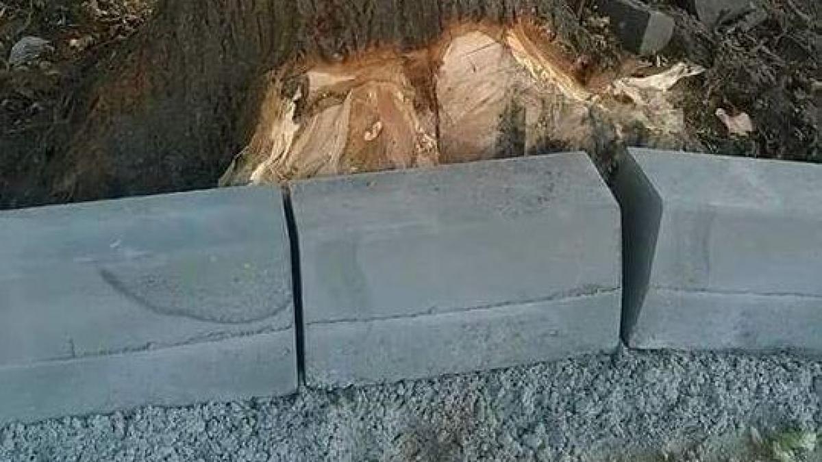 s au pus borduri noi si trec direct prin copaci