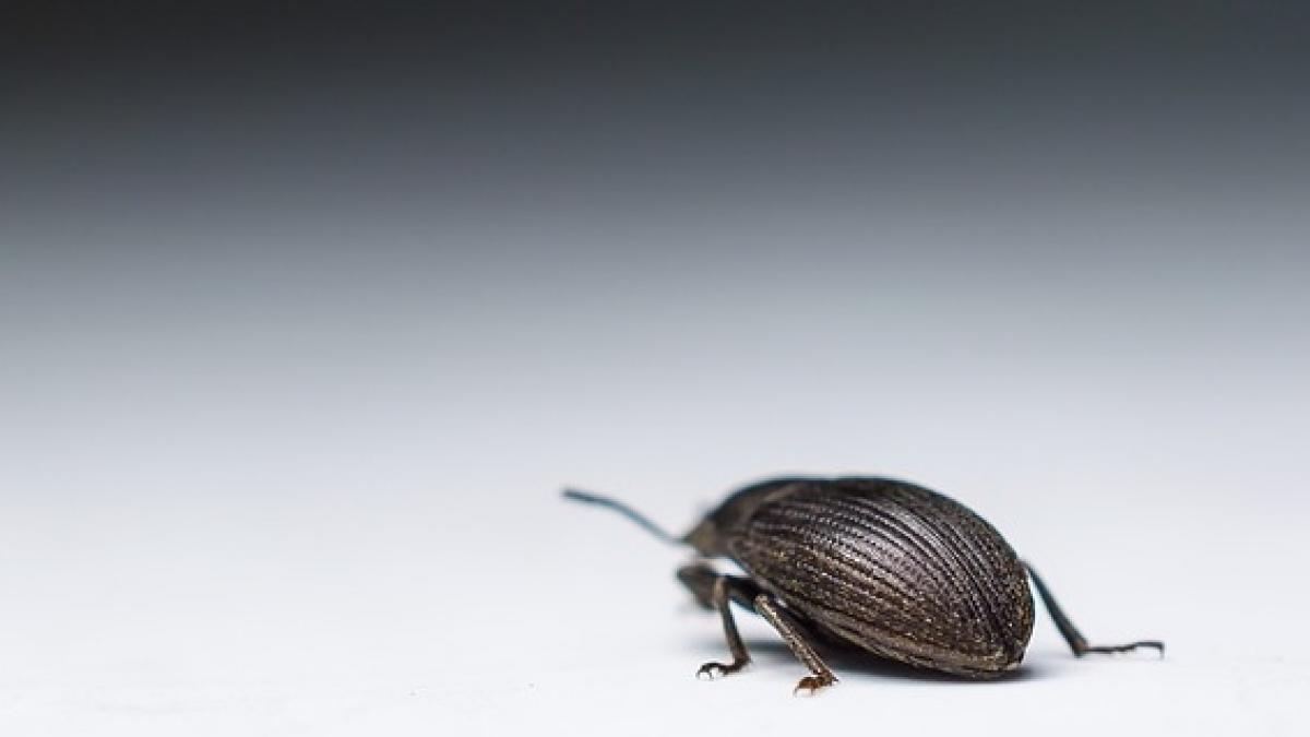 atentie acest gandac te poate imbolnavi de anemie