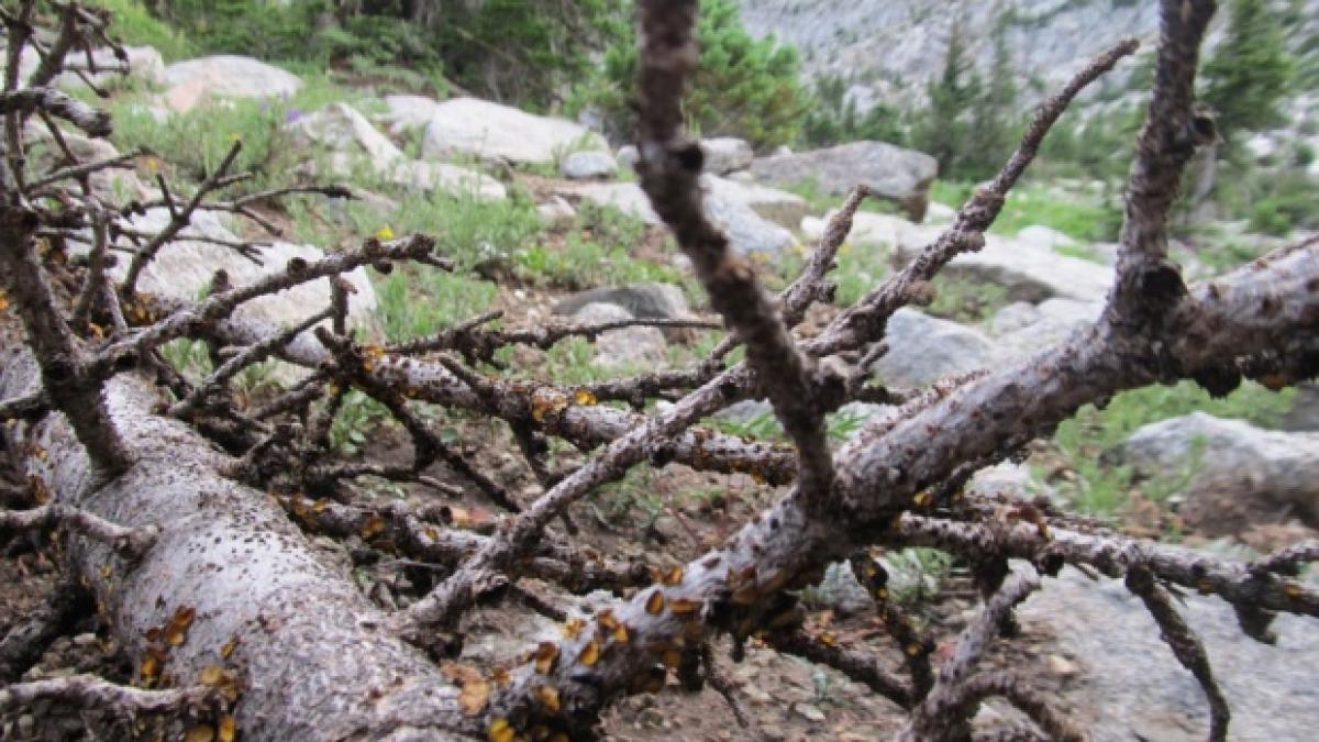 clipe de cosmar pentru un padurar din mures barbatul a fost agresat si sechestrat de hotii de lemne