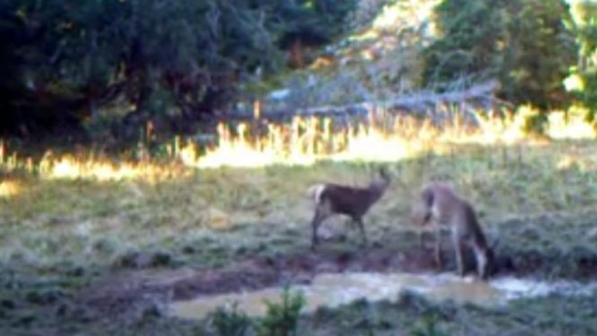 imagini rare surprinse de camere in padurile din apuseni video