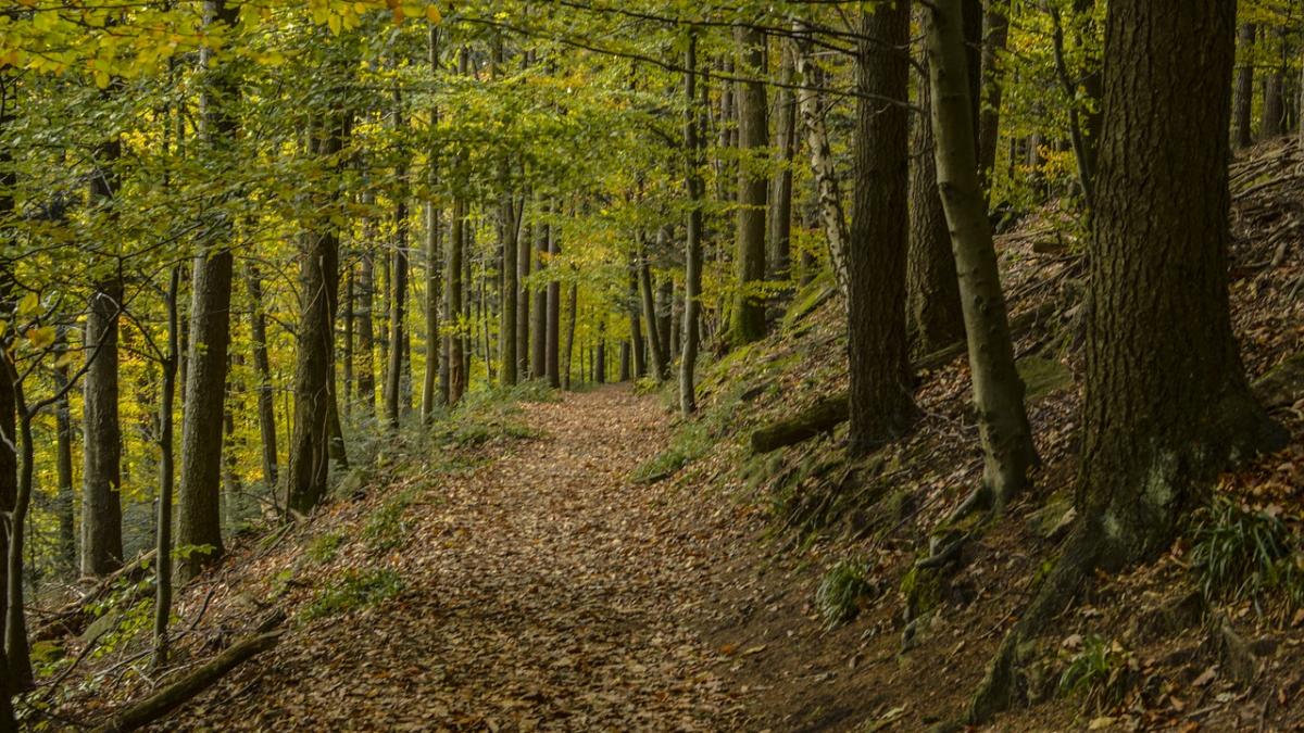 greenpeace romania lanseaza campania uncut ro privind situatia padurilor virgine din romania