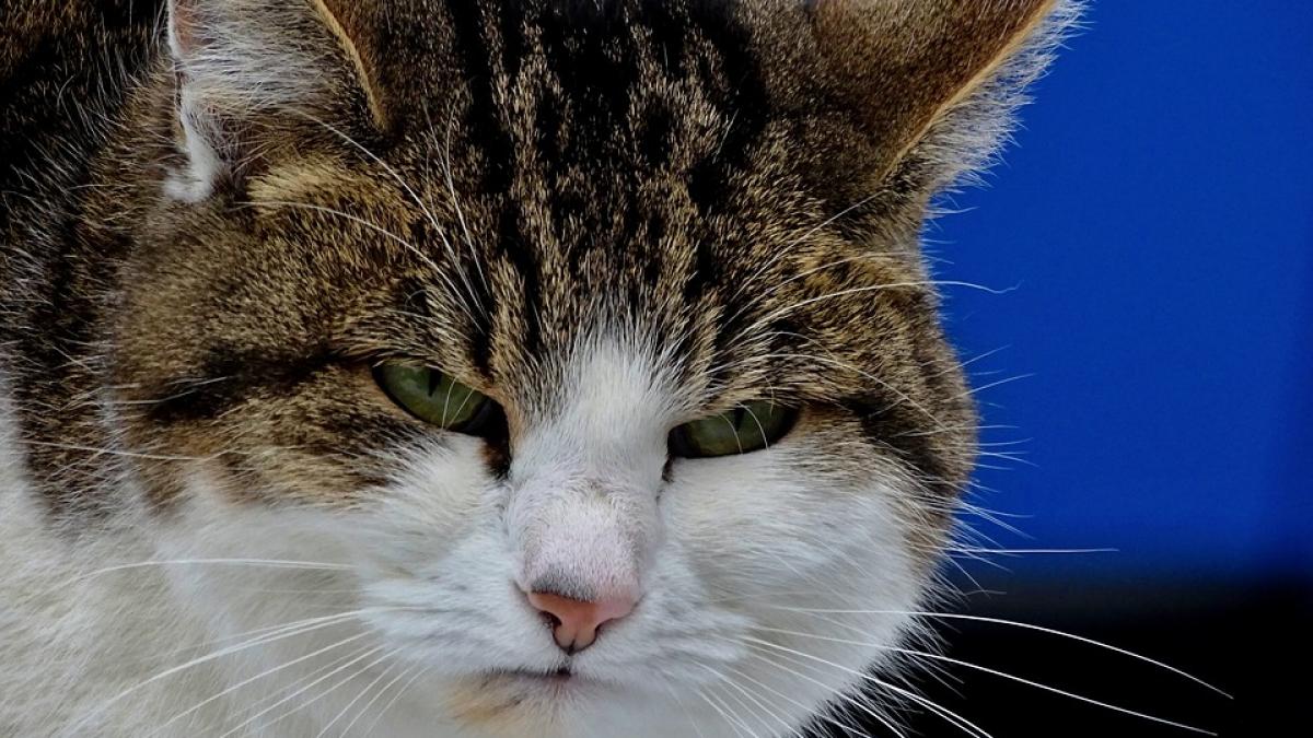 cum a ajuns o pisica principalul suspect intr o tentativa de omor