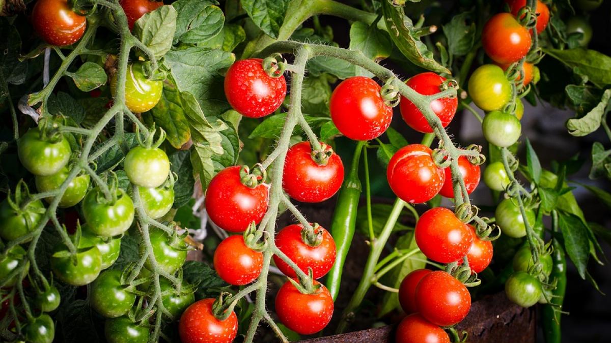 rosiile sunt fructe sau legume raspunsul pe care cu siguranta nu il stiati