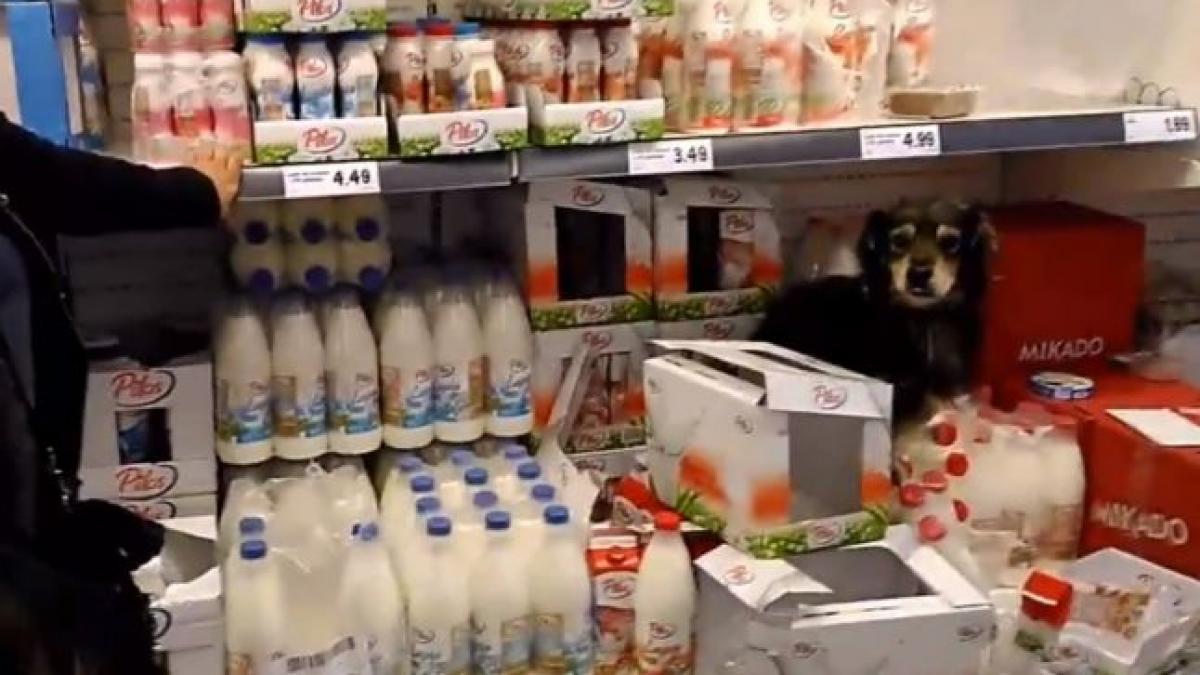 caine la raft noua oferta dintr un supermarket din romania video