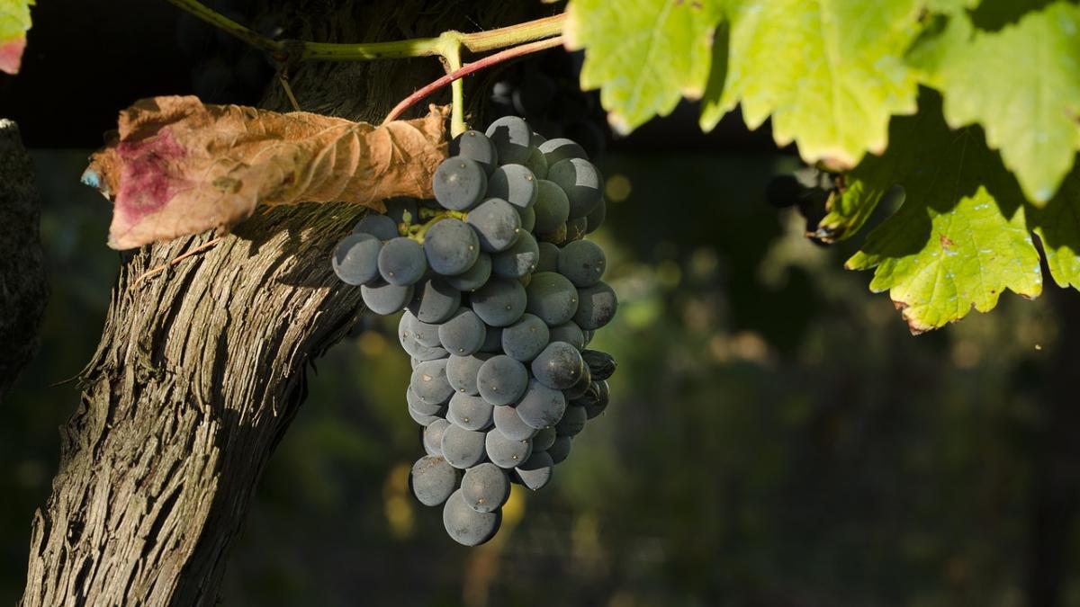 descoperire uriasa arheologii au descoperit urmele celui mai vechi vin