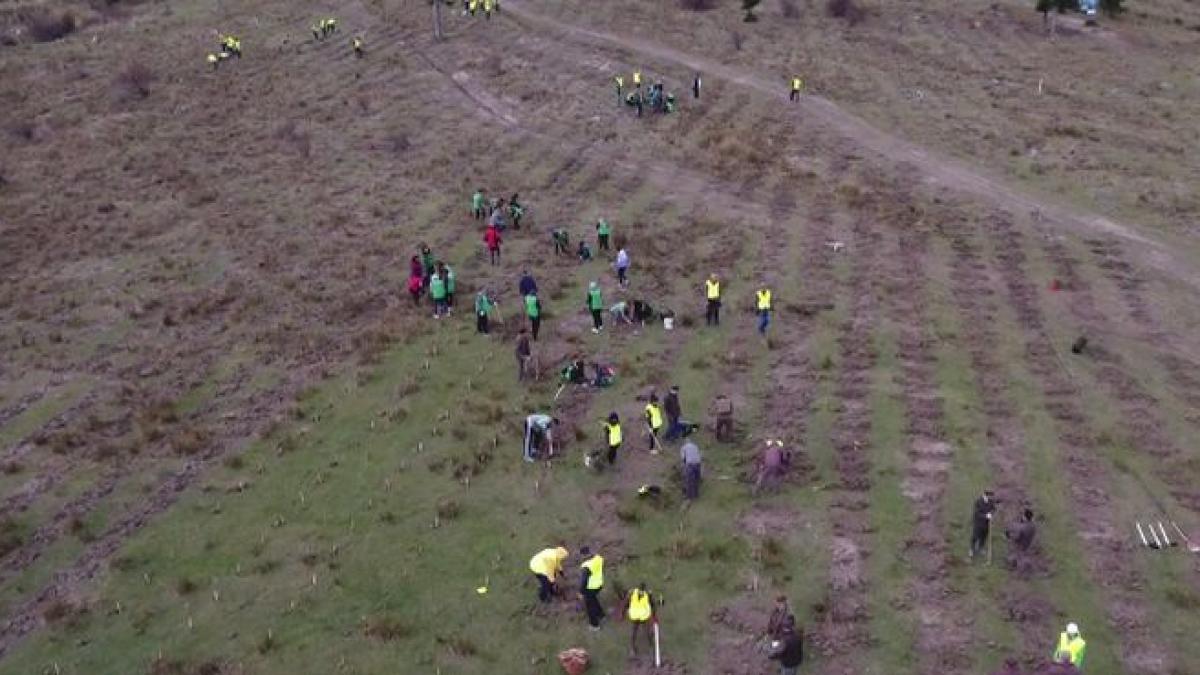 padurile din romania primesc o noua sansa peste 20 000 de arbori au fost plantati in comuna poieni