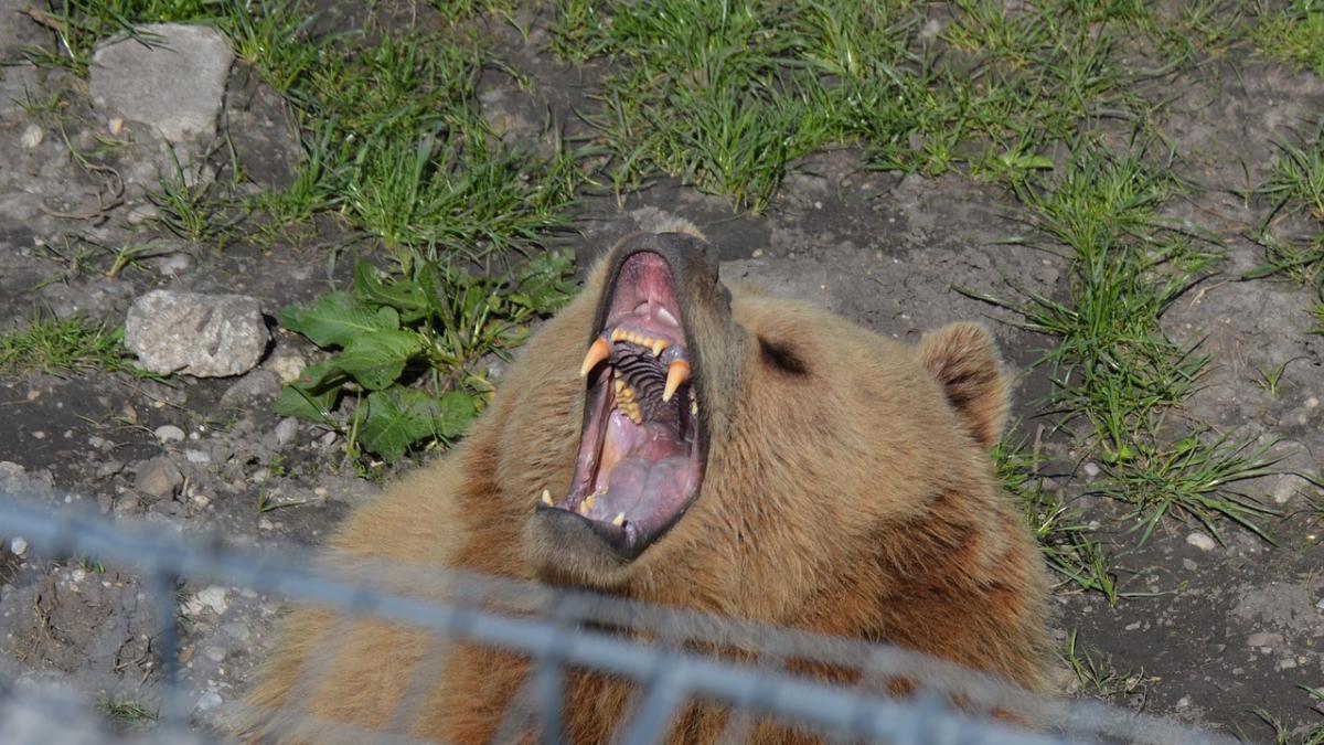 o ursoaica cu doi pui a intrat intr o gospodarie din brasov a luat un miel si l a mancat in curtea