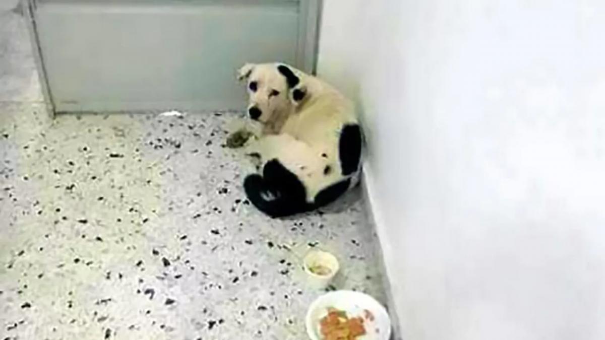 stapanul sau l a abandonat pe un aeroport timp de o luna a ratacit printre pasageri sperand sa se