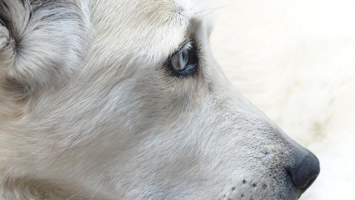 un caine a fost abandonat de stapanul sau pe un aeroport povestea ravasitoare a patrupedului care a