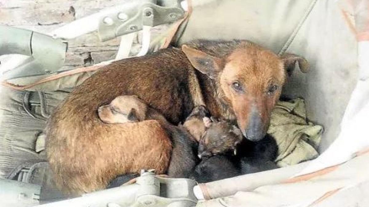 intr o seara friguroasa a auzit zgomote ciudate sub fereastra sa cand s a uitat mai bine a vazut o