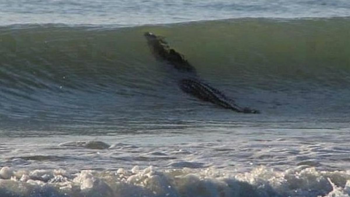 panica mare pe o plaja din cauza unui crocodil cum au reactionat localnicii foto