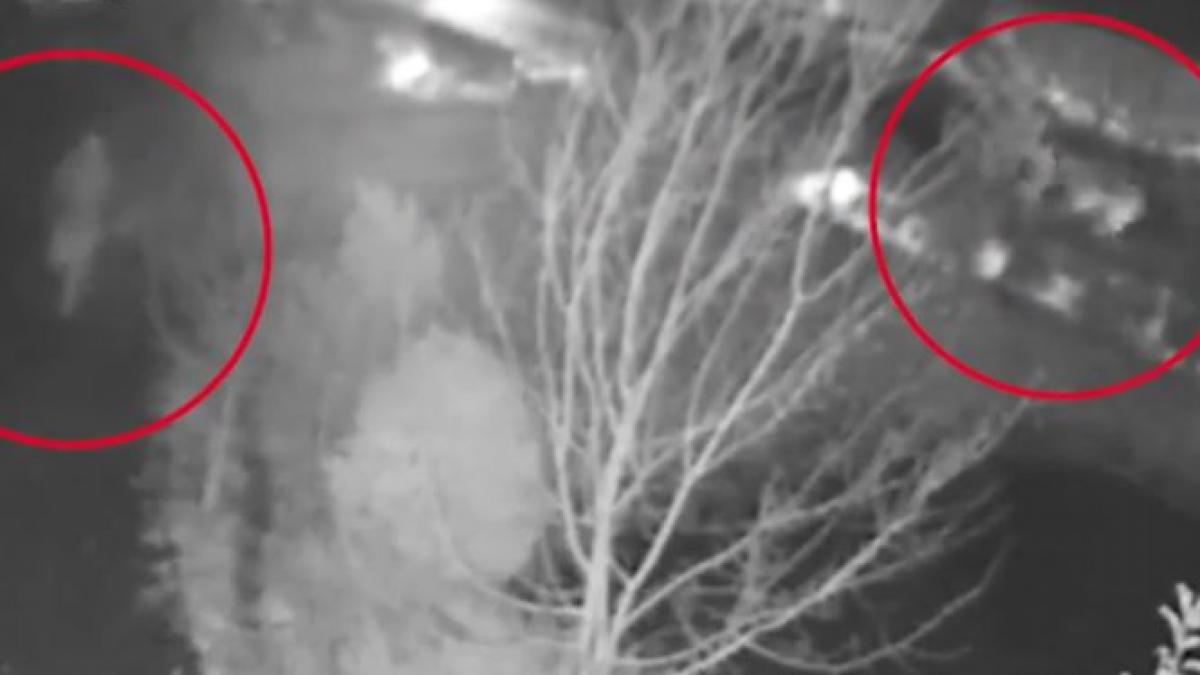Imagini şocante în staţiunea Sovata. O femeie a fost alergată de un urs, chiar în centrul staţiunii - VIDEO
