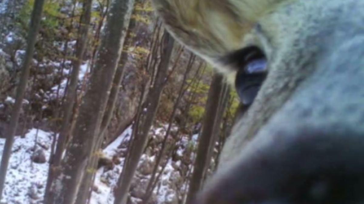 o caprioara descopera o camera de supraveghere in padure pe valea cernei imagini rare video