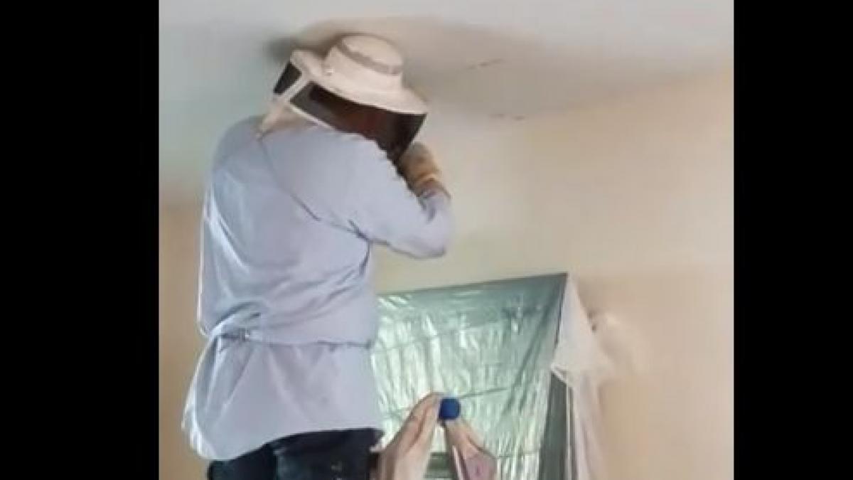 timp de doua luni auzea constant niste zgomote ciudate din tavan intr o zi la ea in vizita era o