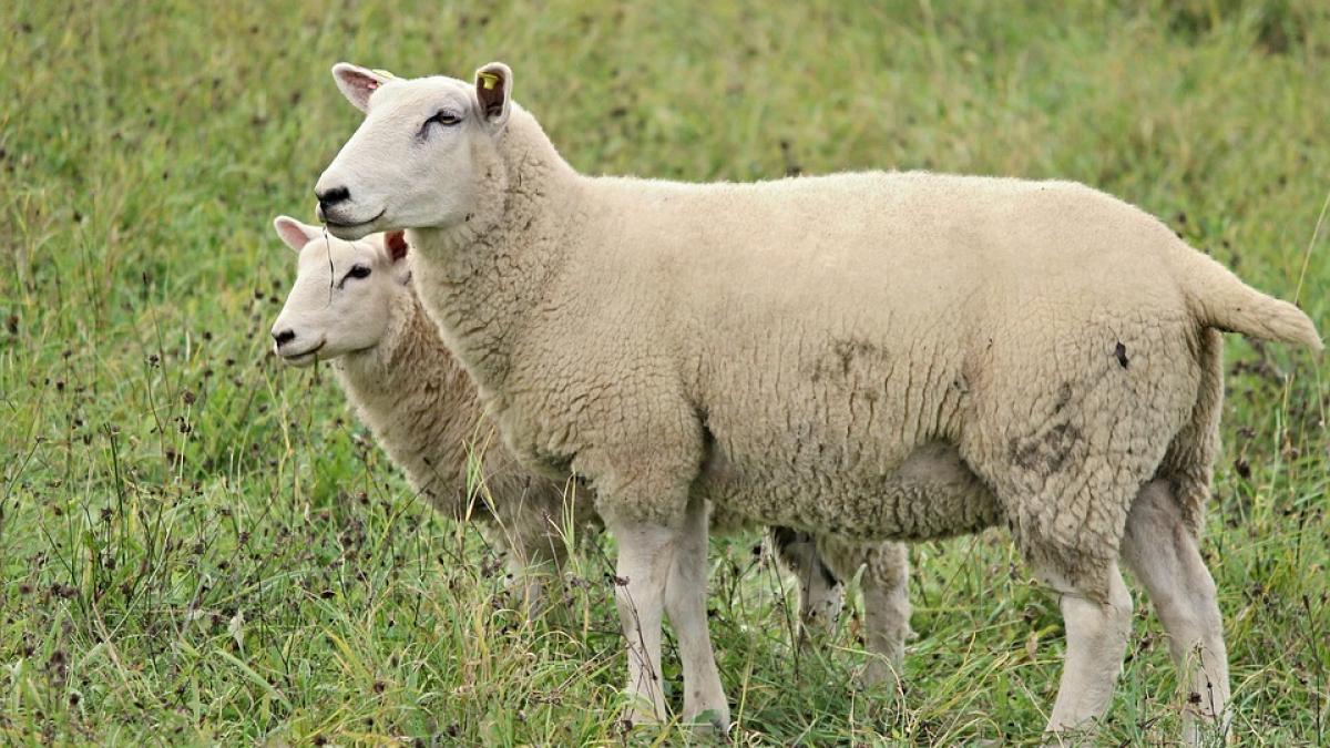 accident in timis o soferita a intrat cu masina intr o turma de oi ciobanul a fost ranit