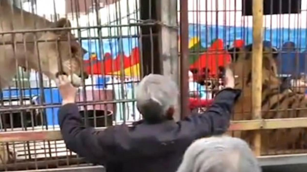 panica la un spectacol de circ din china un tigru a scapat din cusca si s a napustit asupra sutelor