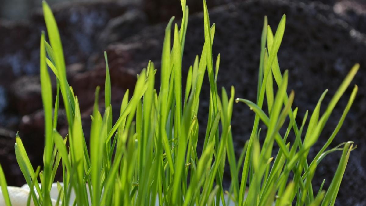 cand se pune graul la incoltit de sfantul andrei