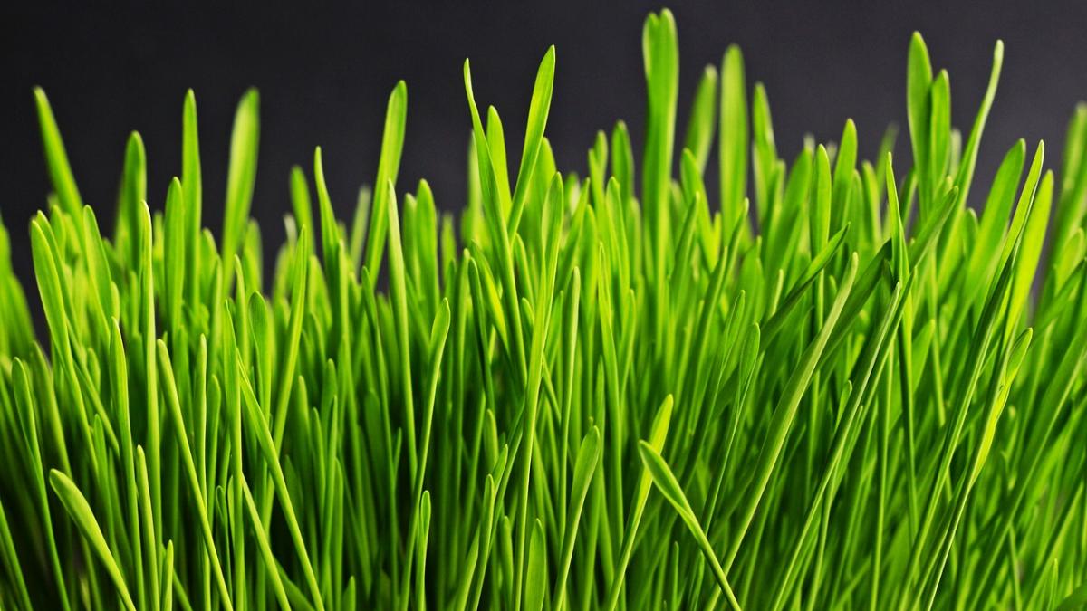 cum se pune corect graul la incoltit pentru sfantul andrei exista o greseala pe care o face toata