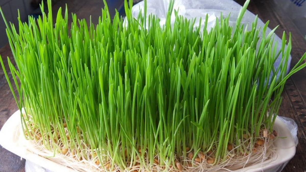 de ce se pune grau la incoltit de sfantul andrei putina lume stie acest lucru