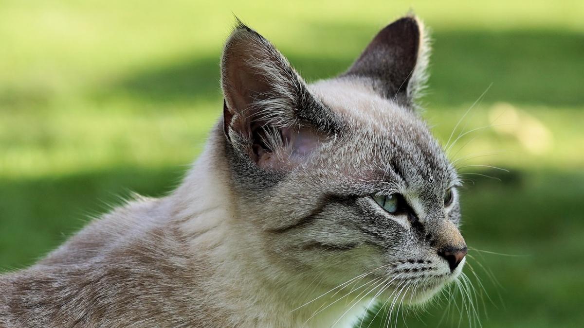 a fost nevoit sa renunte la propria pisica fiindca aceasta nu se putea desparti de locul in care a