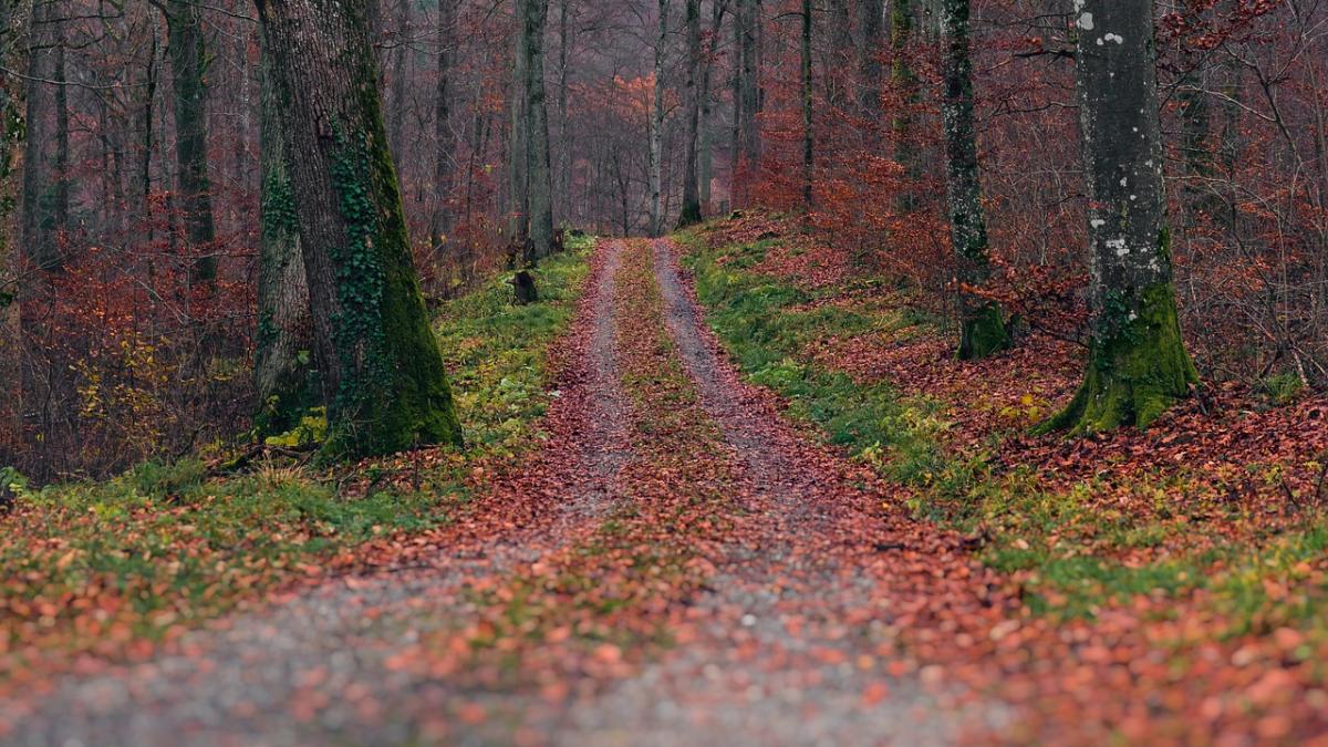 descoperire incredibila intr o padure din slatina politistii au ramas socati de ce au vazut