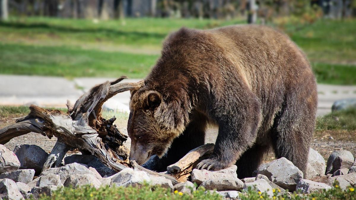 urs prins inainte de a intra intr o primarie