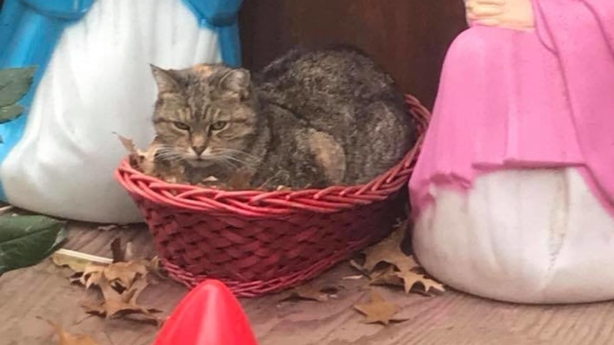 ce a surprins un fotograf in timp ce mergea pe strada pot spune ca mi a adus bucurie