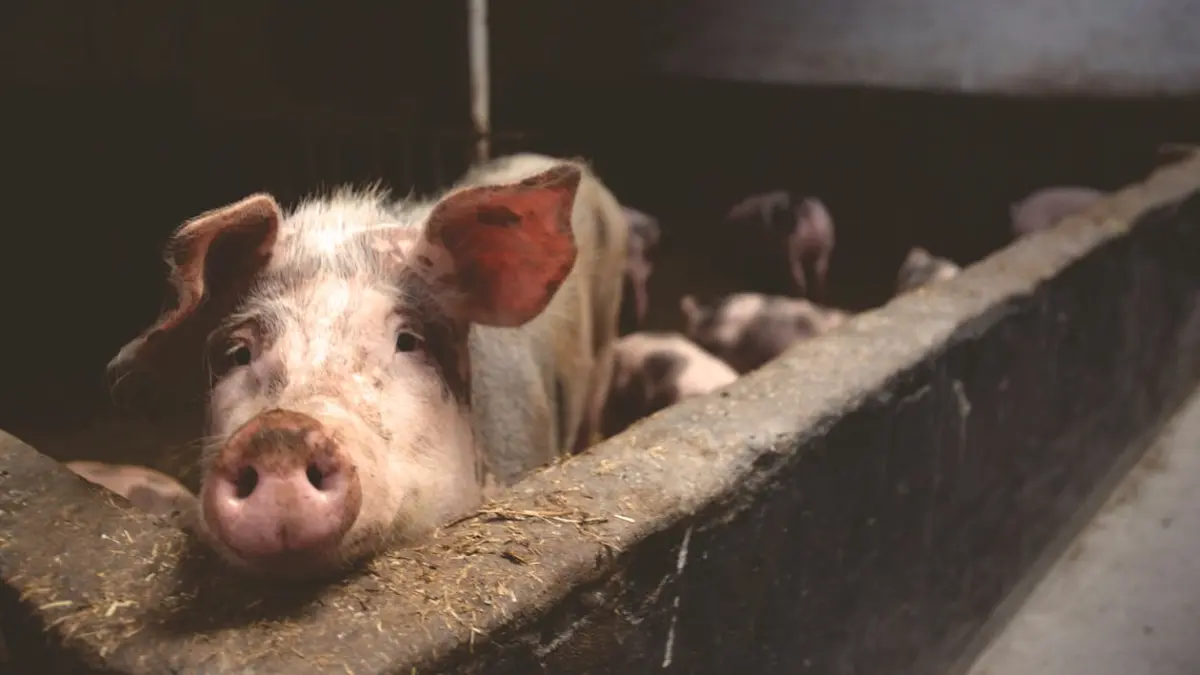 dezvaluirea revoltatoare a unui macelar cand vedem cancer in carnea de porc