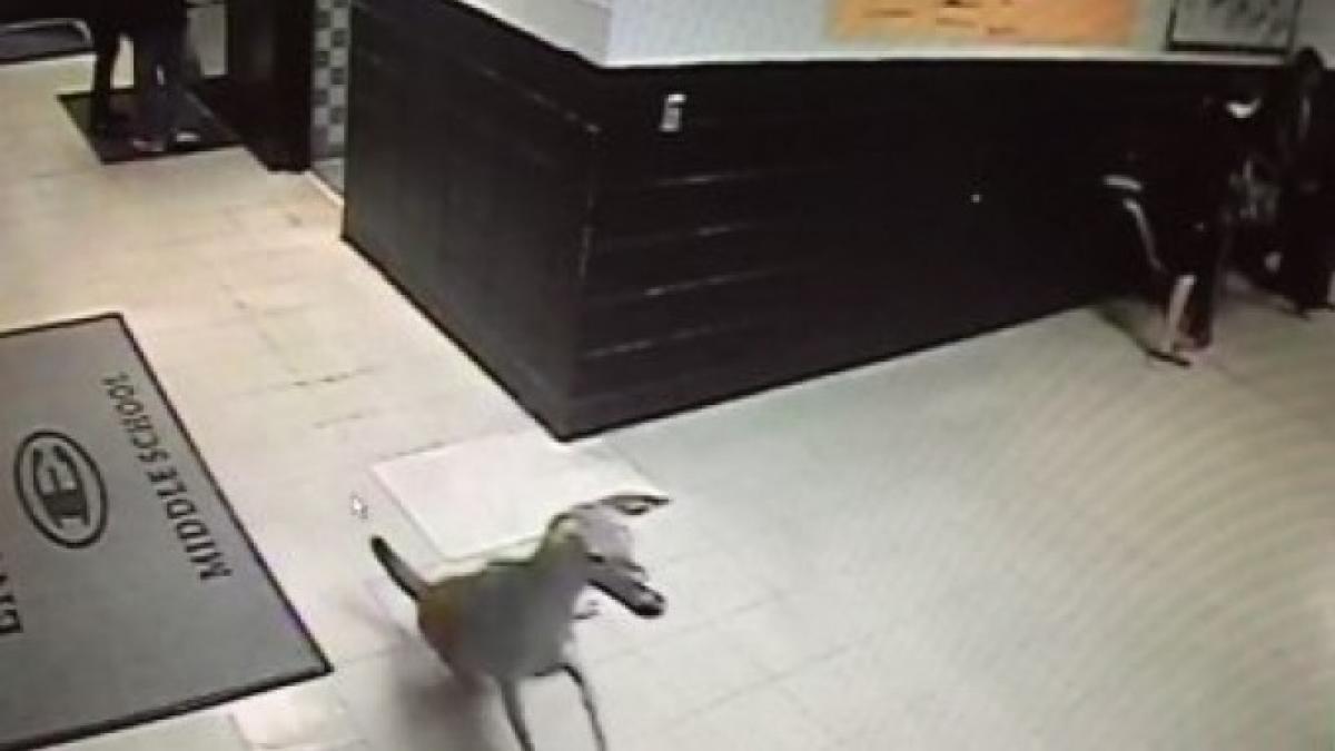 o caprioara a intrat intr o scoala din statele unite ce a urmat apoi video