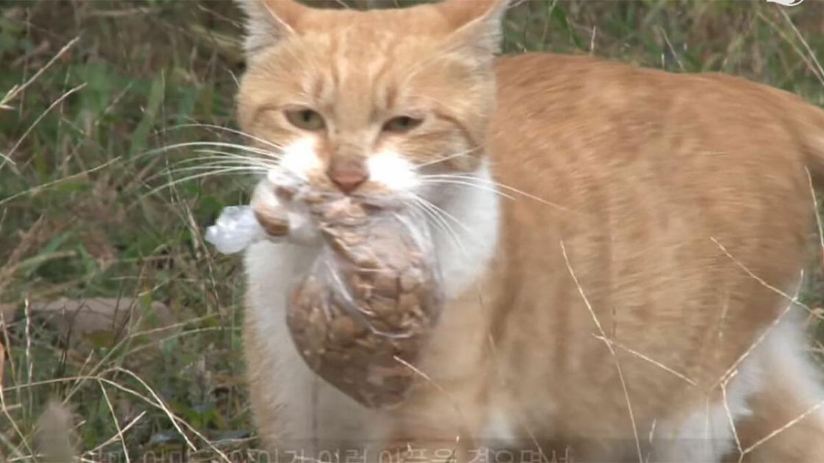 pisica refuza sa mai manance din farfurie oricat de foame ii era primea in schimb fericita doar