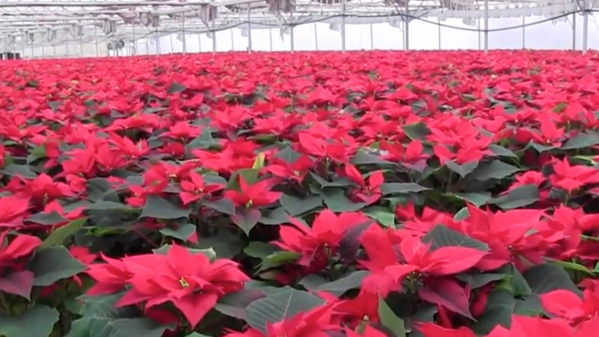 craciunitele la mare cautare cat costa o planta conform traditiei nu trebuie sa va lipseasca din