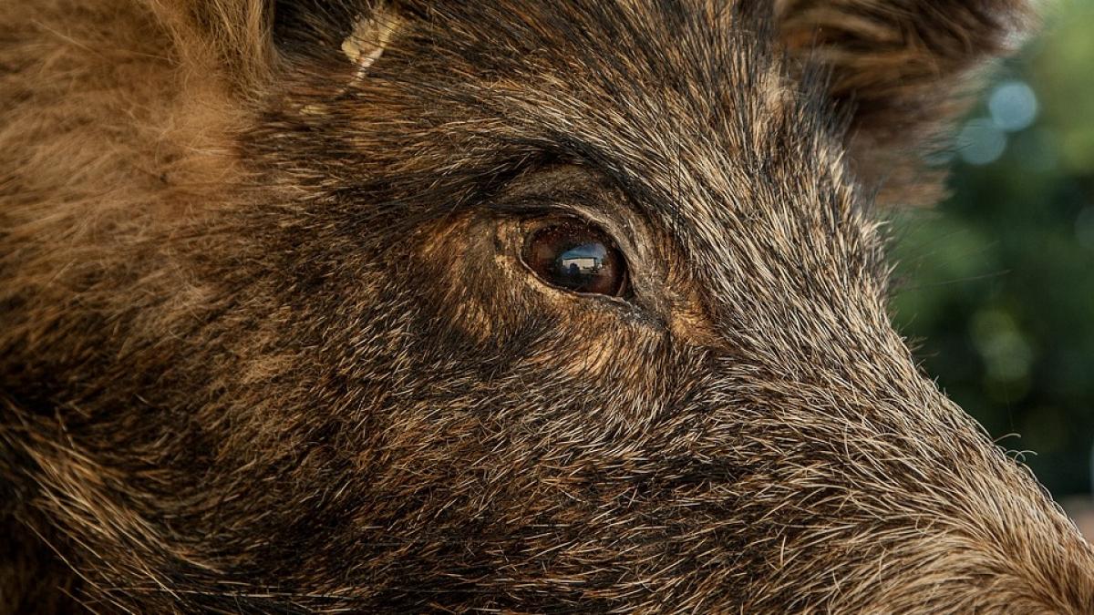 panica intr un liceu doi porci mistreti surprinsi cand se plimbau prin salile de clasa video