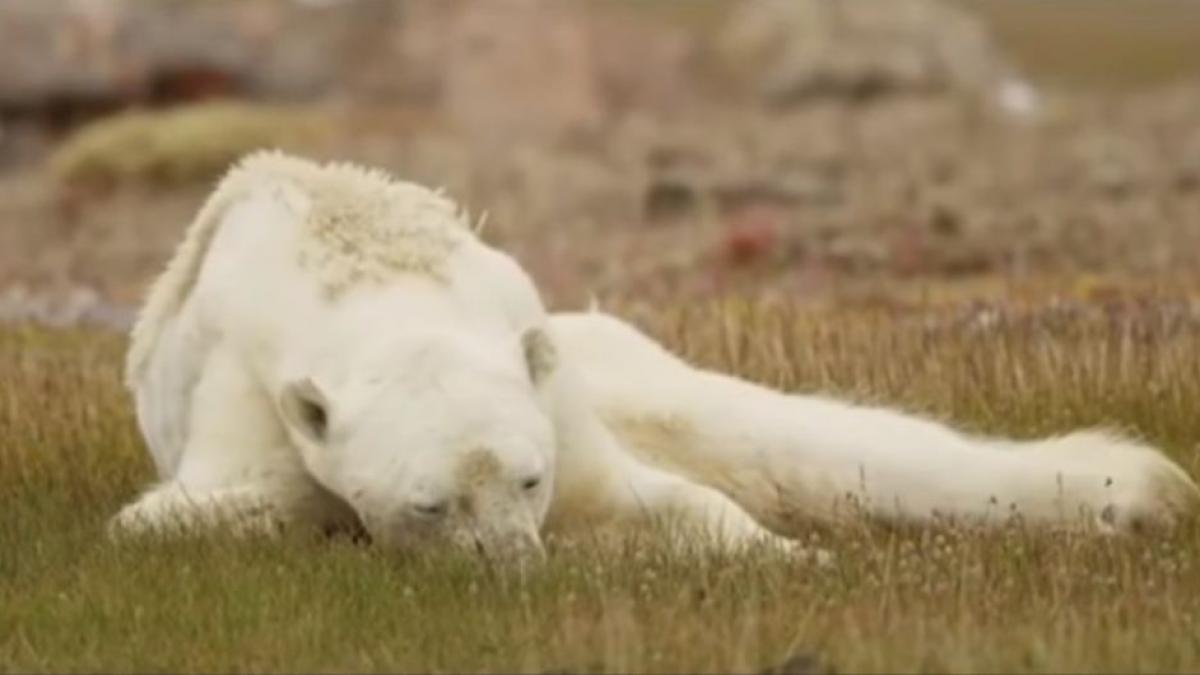imagini sfasietoare cu un urs polar care moare de foame din cauza incalzirii globale video
