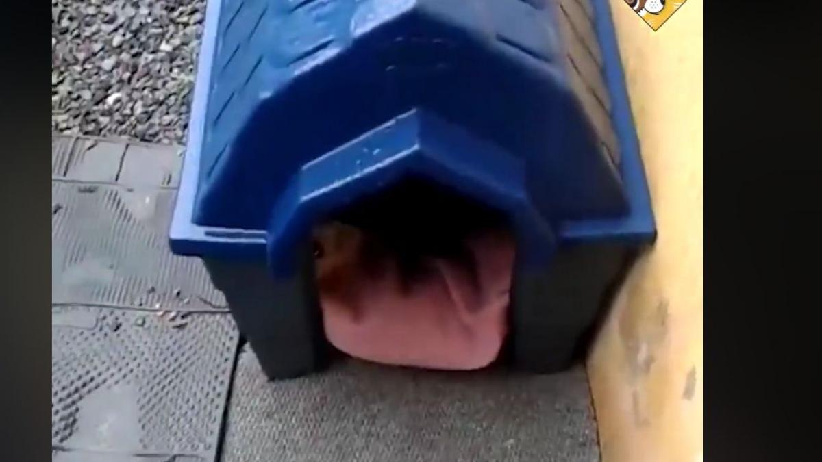 era o zi extrem de urata asa ca a decis sa i aduca inca o patura catelusei sale cand s a apropiat