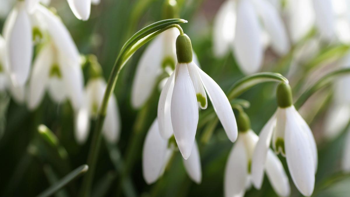 fenomen bizar in neamt au iesit ghioceii de sub zapada