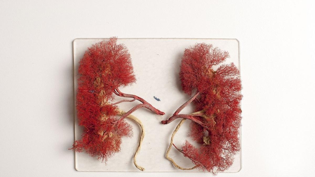 cum iti dai seama ca ai probleme cu rinichii ai mare grija la aceste semne