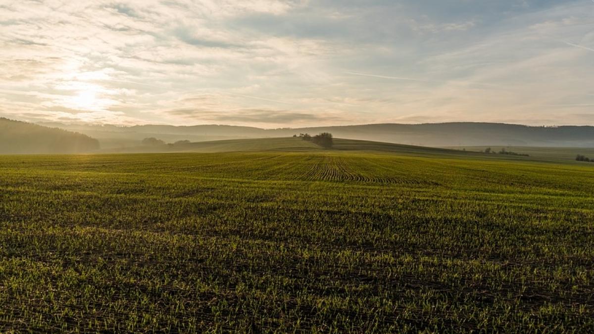 cei patru barbati care au violat doua adolescente pe un camp din braila si au primit pedeapsa