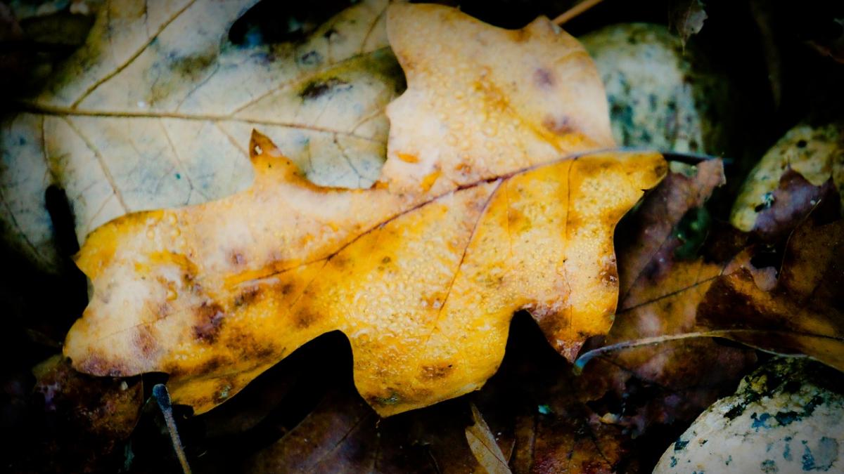 a fost gasit mort in urma cu putin timp medicii nu au mai avut ce sa faca