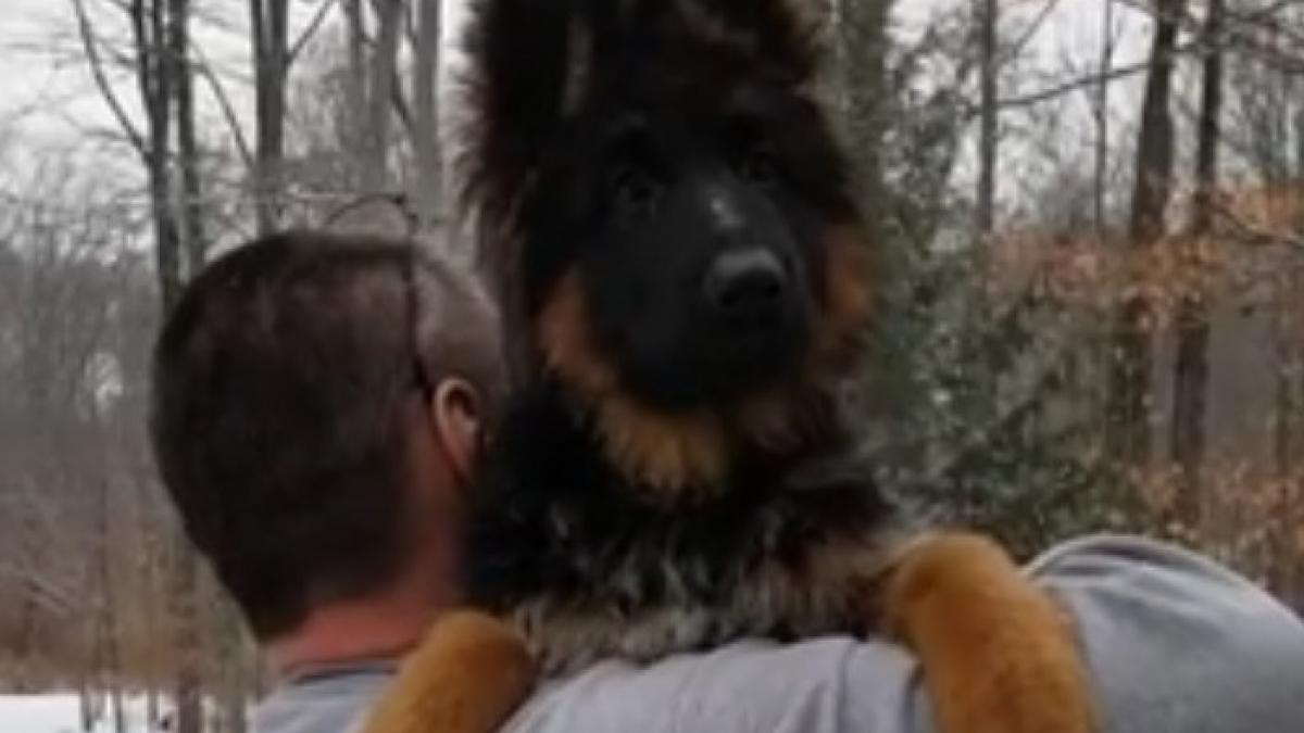 un barbat tinea in brate un pui de caine lup intr o padure ce a inceput brusc animalul sa faca video