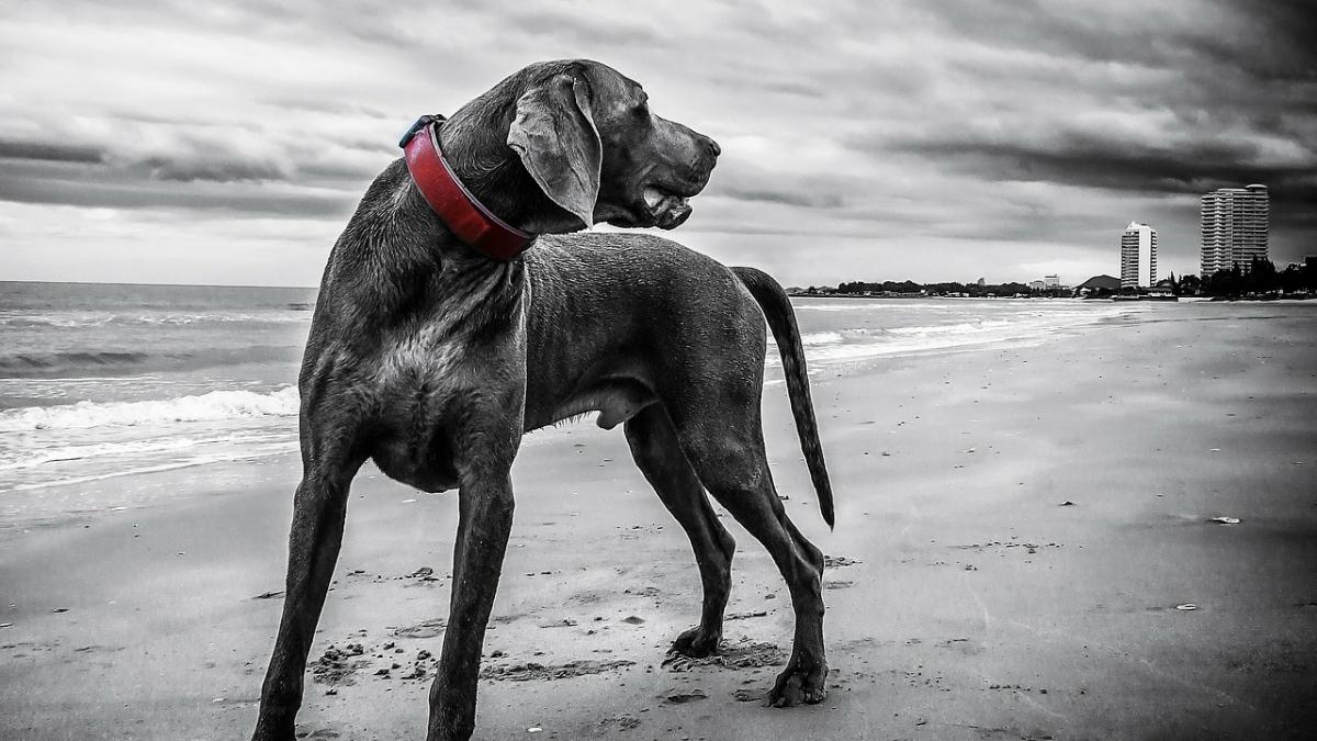 se plimba pe plaja cu cainele sau cand a observat ceva ciudat pe jos s a aplecat iar cand s a uitat