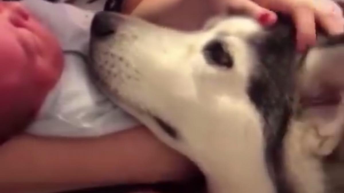 au vrut sa i prezinte catelului noul membru al familiei nimeni nu se astepta insa la ce avea sa