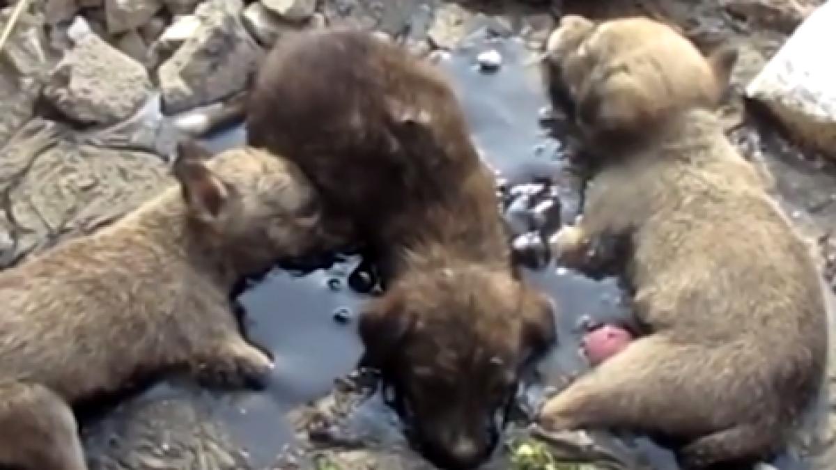 auzeau des scheunaturi asa ca oamenii s au dus sa vada ce se intampla au avut un soc trei catei se