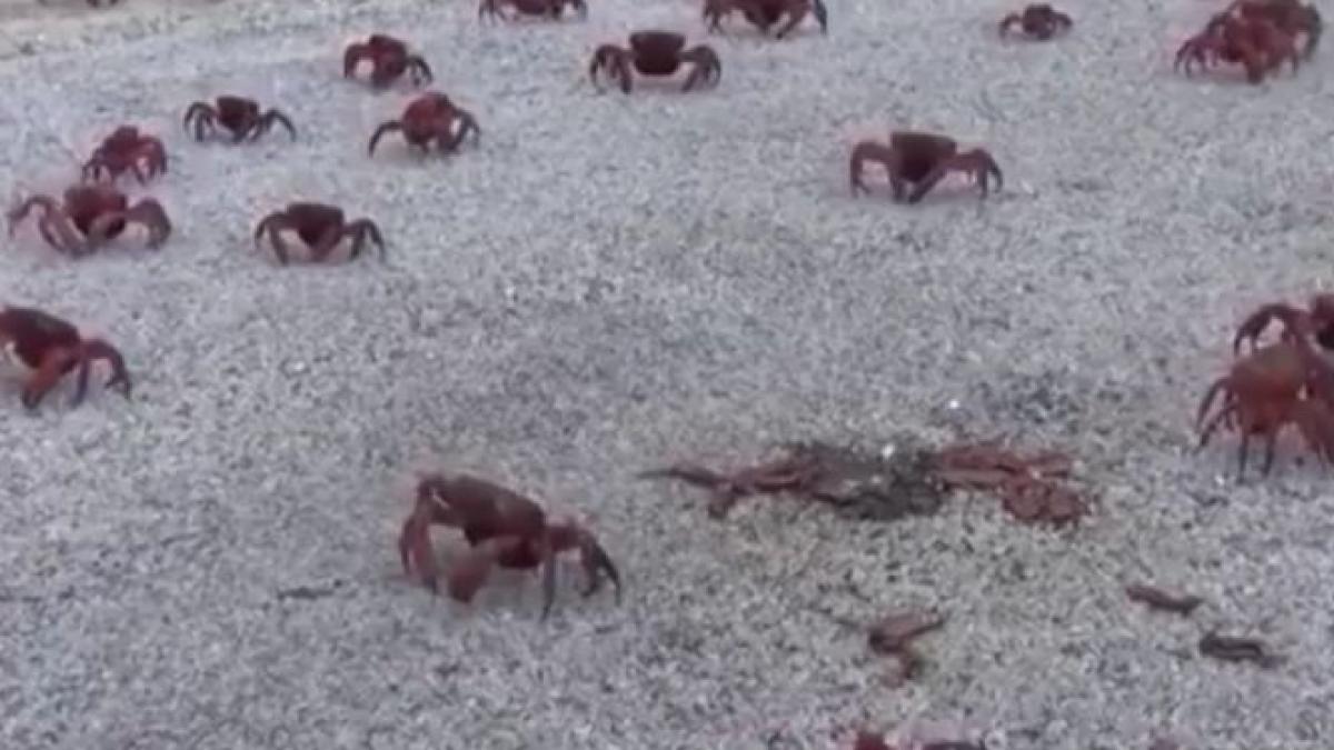 insula craciunului locul invadat anual de milioane de crabi rosii video