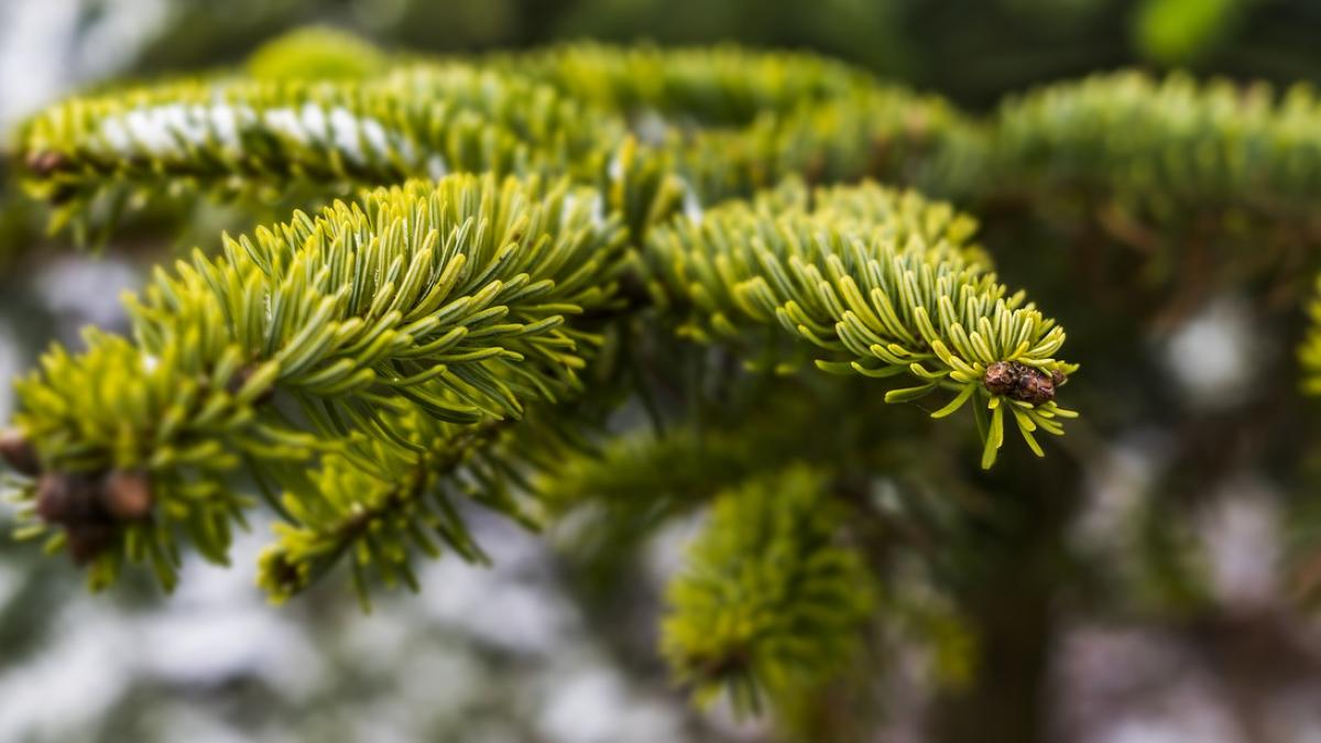 cat costa un brad cu doua zile inainte de craciun ce spun cumparatorii