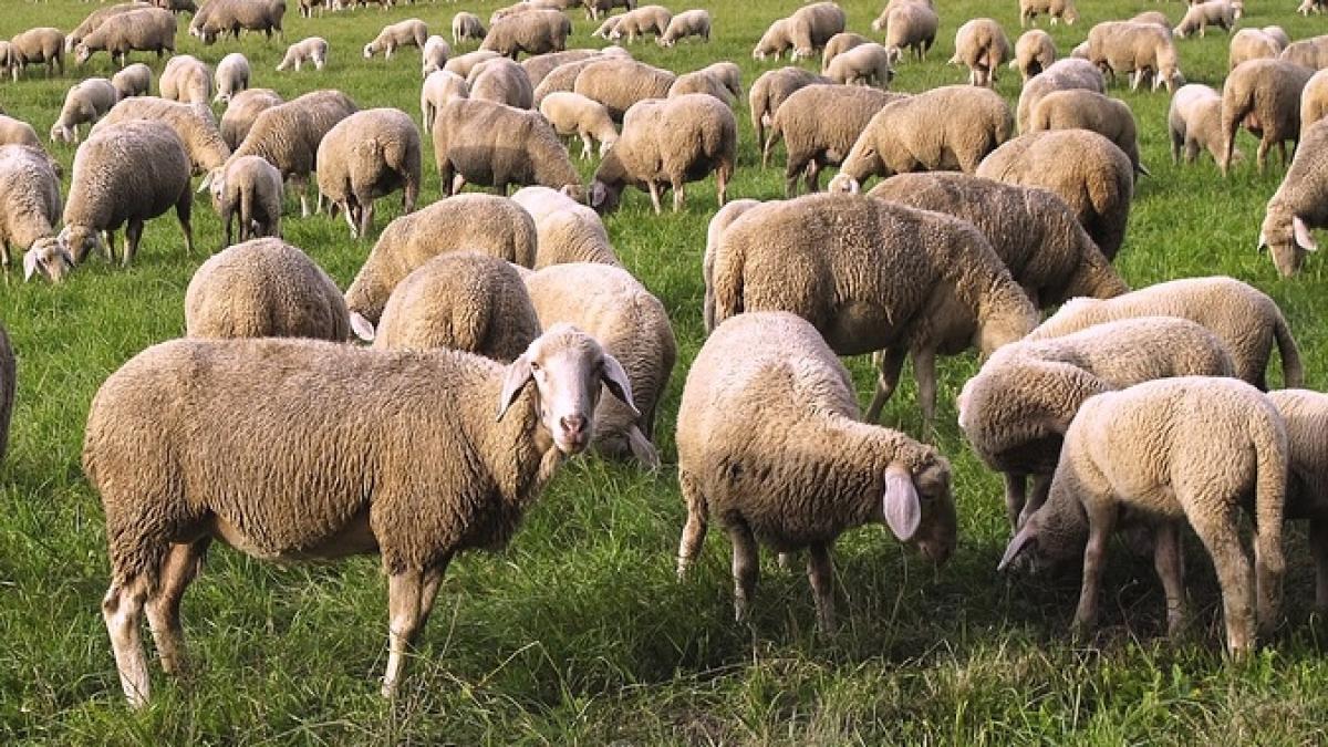 aproape 100 de oi ucise dupa ce au fost lovite de un tren