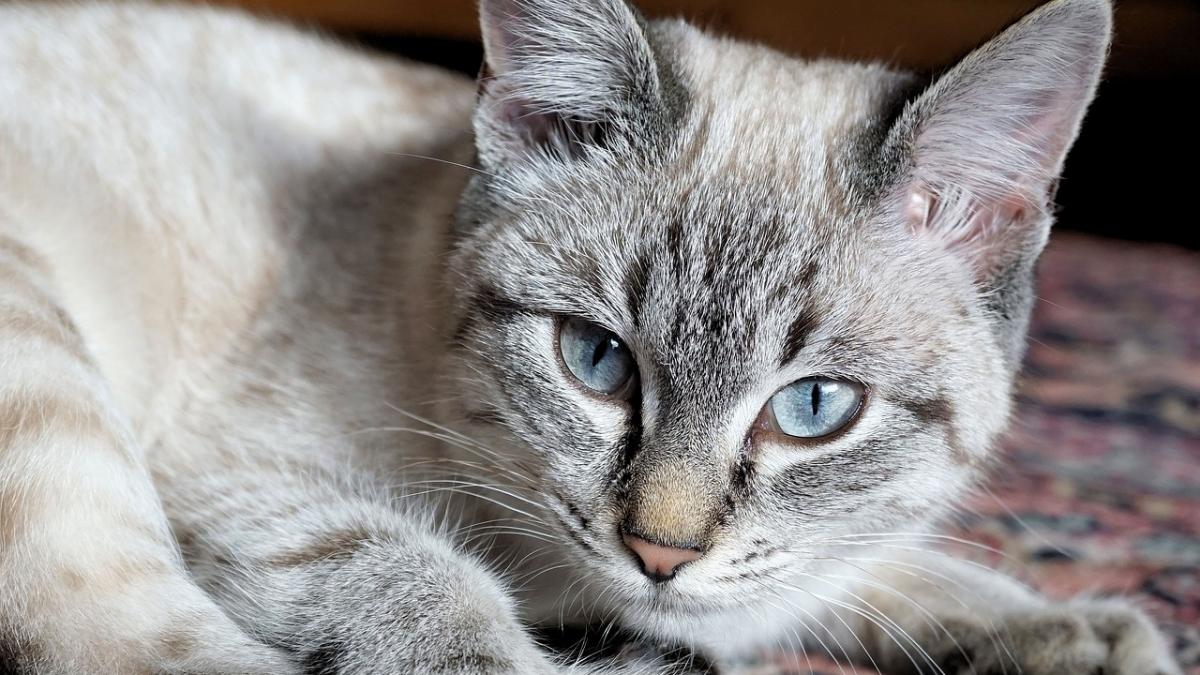 incident neobisnuit in slatina o fetita a ajuns la spital dupa ce a fost atacata de pisica bunicului