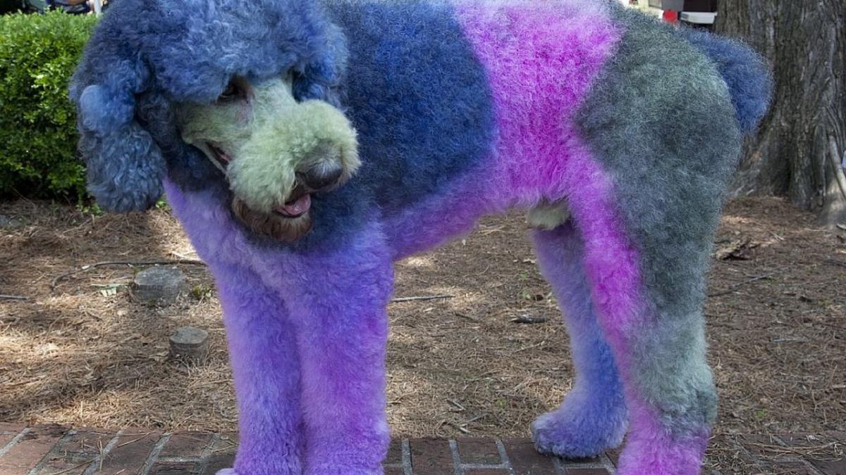 caz halucinant in judetul arad se cere vopsirea cainilor