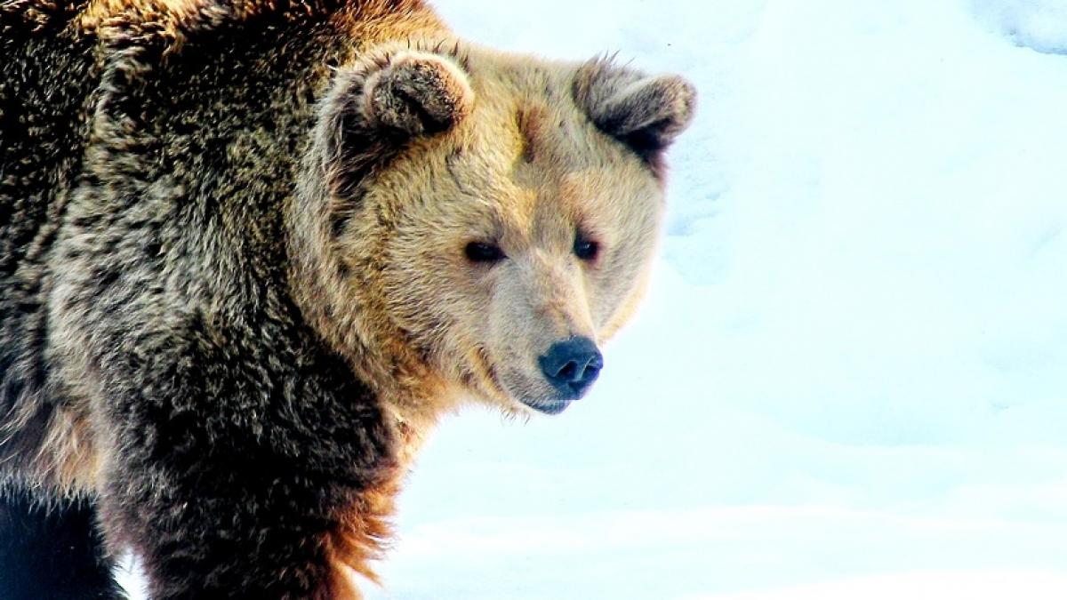 momente de groaza pentru mai multi turisti din poiana brasov un urs si a facut aparitia pe partia